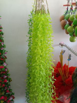 DAUN HOYA