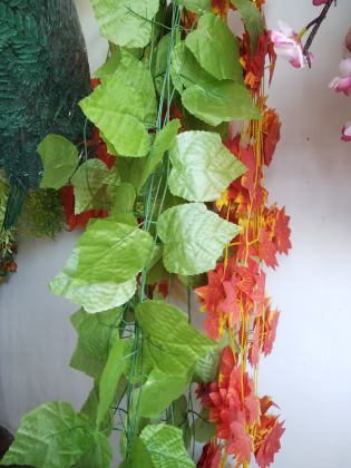 DAUN RAMBAT 2.5 M